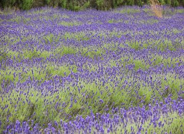 jersey/saint-saviour/landmark/jersey-lavender-ltd
