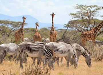 kenya/tsavo-national-park/landmark/shaba-national-reserve