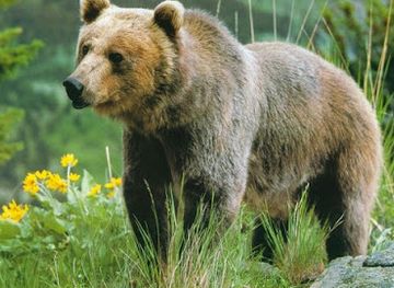 bulgaria/rhodope-mountains/landmark/bear-watching-outpost