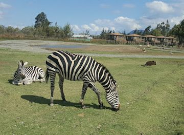 chile/rancagua/landmark/chile-safari-park