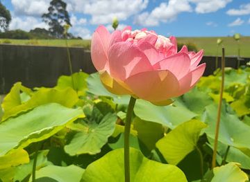australia/central-coast/landmark/mount-penang-gardens-event-park-and-parklands