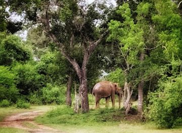 sri-lanka/wilpattu-national-park/landmark/lahugala-kitulana-national-park