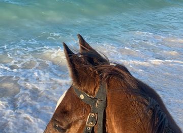 british-virgin-islands/anegada-beaches/landmark/francis-family-farm