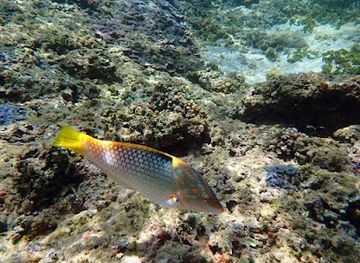 maldives/ukulhas/landmark/ukulhas-house-reef