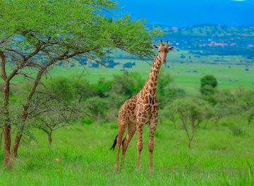 rwanda/akagera-national-park/landmark/journey-africa-wild