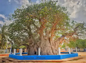 Baobab Tree Pallimunai, Mannar, Sri Lanka