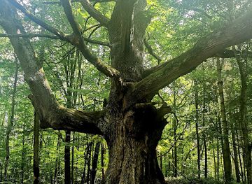 romania/dambovita/landmark/the-thousand-year-old-oak