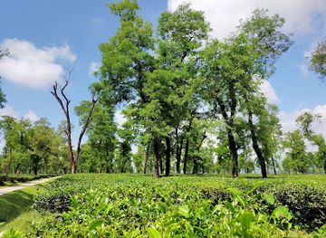 bangladesh/jaflong/landmark/jaflong-tea-garden