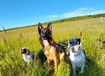 iceland/husavik-area/landmark/felag-hundaeiganda-a-husavik