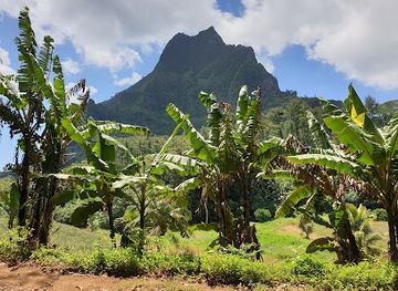 french-polynesia/moorea/landmark/route-des-ananas