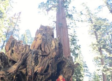 california/sequoia-national-park/landmark/fallen-monarch