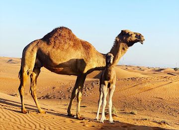 united-arab-emirates/dubai-desert-conservation-reserve/landmark/desert-fun-tourism-llc