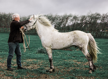 iceland/northeastern-region/landmark/brunir-horse