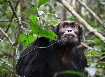 uganda/kidepo-valley-national-park/landmark/kibale-forest