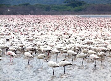 kenya/malindi/landmark/nurali-safaris-kenya