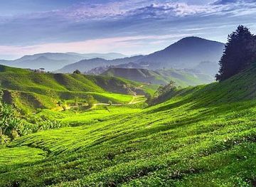 malaysia/cameron-highlands/landmark/green-view-garden-cameron-highlands