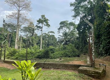 cameroon/forest-region/landmark/parc-de-la-mefou-ape-action-africa