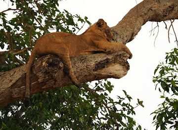 uganda/western-region/landmark/ishasha-sector