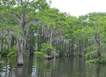 louisiana/atchafalaya-basin/landmark/mcgee-s-louisiana-swamp-airboat-tours