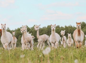 estonia/laane-county/landmark/alpakafarm-ou