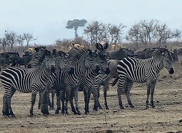 tanzania/mikumi-national-park/landmark/mikumi-unique-safari