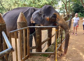 sri-lanka/pinnawala-elephant-orphanage/landmark/new-elephant-shed-nes