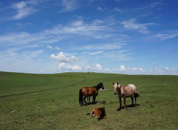 mongolia/mongolian-manchurian-grassland/landmark/huiteng-xile-grassland-tourist-zone