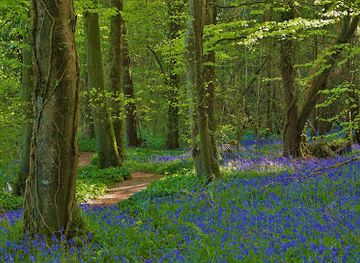 ireland/county-kildare/landmark/killinthomas-wood