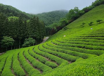 south-korea/south-jeolla-province/landmark/boseong-green-tea-field-daehan-dawon