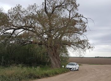 texas/rio-grande-valley/landmark/montezuma-bald-cypress-tree