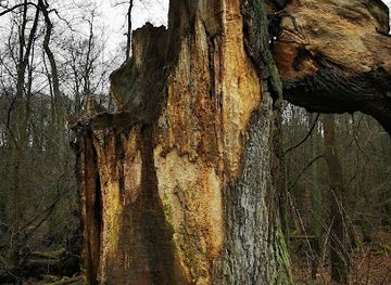 germany/brandenburg/landmark/alte-eiche