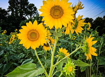 louisiana/river-parishes/landmark/red-river-crossroads-historical-cultural-association