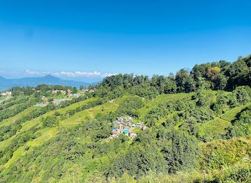 india/darjeeling/landmark/tea-garden-view