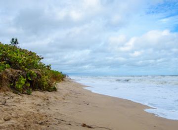 florida/sebastian-inlet-state-park/landmark/sebastian-inlet-state-park-hammock-trail