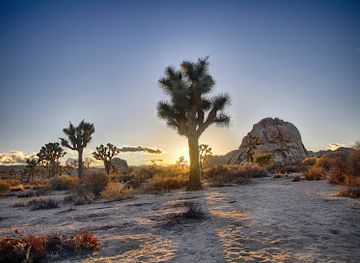 california/joshua-tree/landmark/joshua-tree-national-park