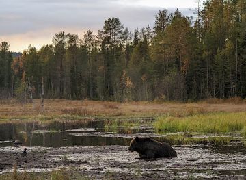 finland/ruka/landmark/karhu-kuusamo-bear-watching