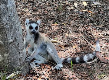 madagascar/ihorombe/landmark/lemurs-park