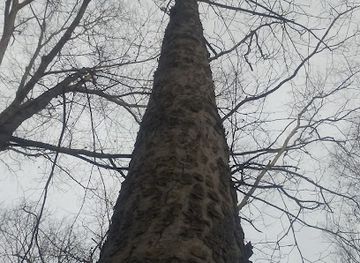 kentucky/fort-thomas/landmark/fort-thomas-landmark-tree-trail