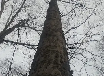 Fort Thomas Landmark Tree Trail