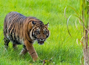 united-kingdom/pembrokeshire/landmark/manor-wildlife-park