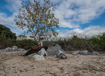 ecuador/amazon/landmark/isla-lobos