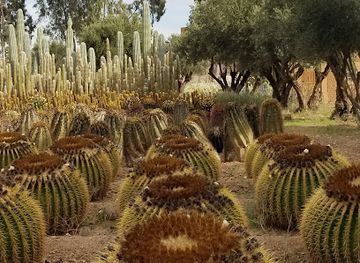morocco/tensift/landmark/cactus-thiemann
