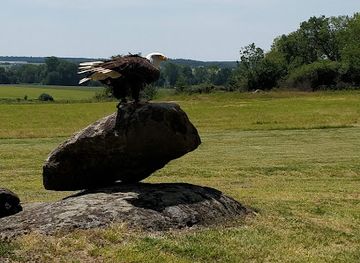 denmark/bornholm/landmark/bornholms-rovfugleshow