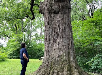 indiana/indianapolis/landmark/the-kile-oak