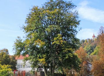 austria/graz/geidorf/landmark/friedensbaum
