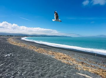 new-zealand/kaikoura/landmark/seal-swim-kaikoura