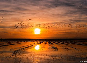spain/valencian-community/landmark/parc-natural-de-l-albufera
