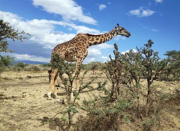 tanzania/moshi/landmark/african-scenic-safaris-ltd