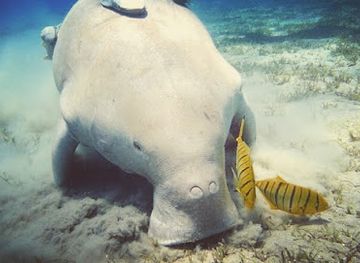 egypt/marsa-alam/landmark/asslaya