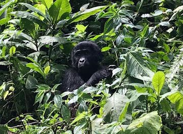 uganda/bwindi-impenetrable-national-park/landmark/rushaga-sector-uganda